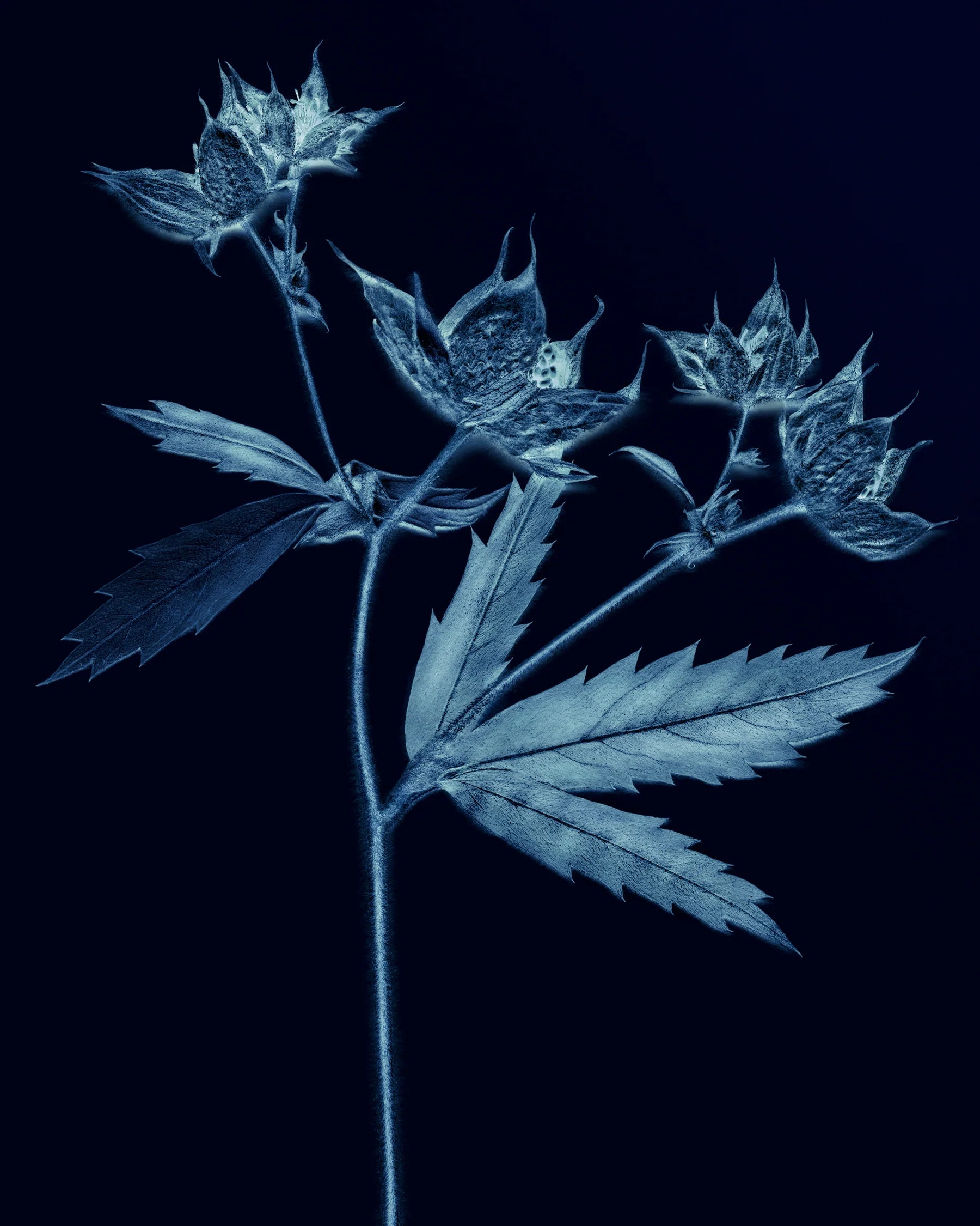 Botanical Cleanser Caulis